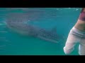 Oslob whaleshark