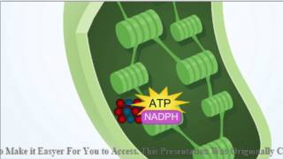 Photosynthesis Overview Animation-Holt McDougal (Chapter 4)