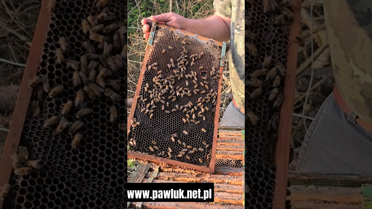 http://www.pawluk.net.pl #matkapszczela #matkipszczele #buckfast  #beekeeping #pszczelarstwo #viral