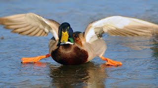 Funny Ducks Compilation - Try Not To Laugh!