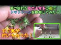 【家庭菜園】風で折れてしまったミニトマトの苗を再生する②－花にトマトトーンを散布したらすぐ実が付いちゃった！－