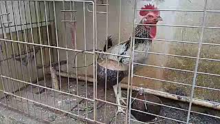 Download Lagu Ayam bekisar gacor MP3