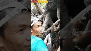 Menangkap kepiting bakau raksasa#shorts