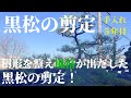 【黒松の剪定 #32】樹形を整え風格が出だした黒松の剪定！5年目のお手入れ！