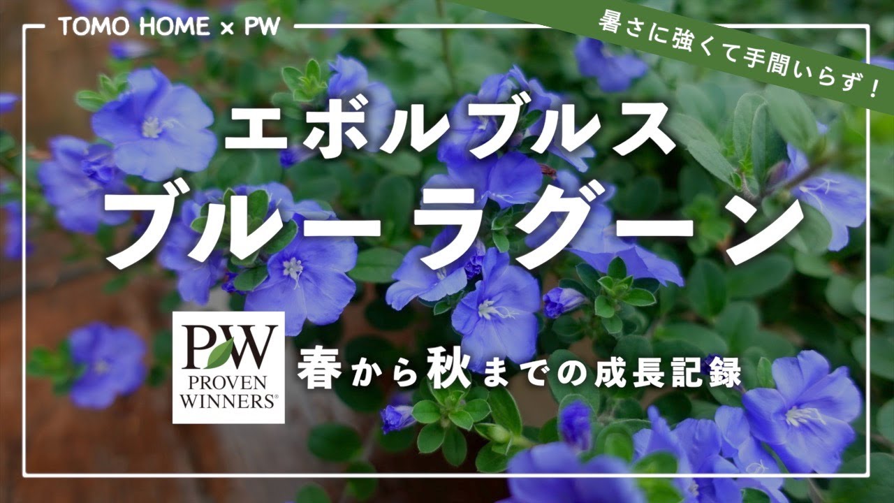 A year's worth of growing records: Evolvulus Blue Lagoon [PW