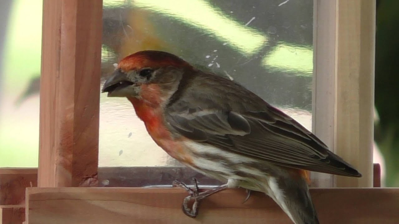 Finch cracking sunflower seed YouTube