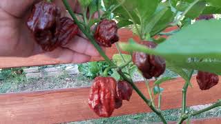 Trinidad Douglah - Chili Zajecar 2017