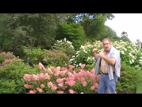 Video: Hydrangea Vanilla Frazi: Pflanzen und Pflege, Fotos, Größen, Vorbereitung auf den Winter, Testberichte