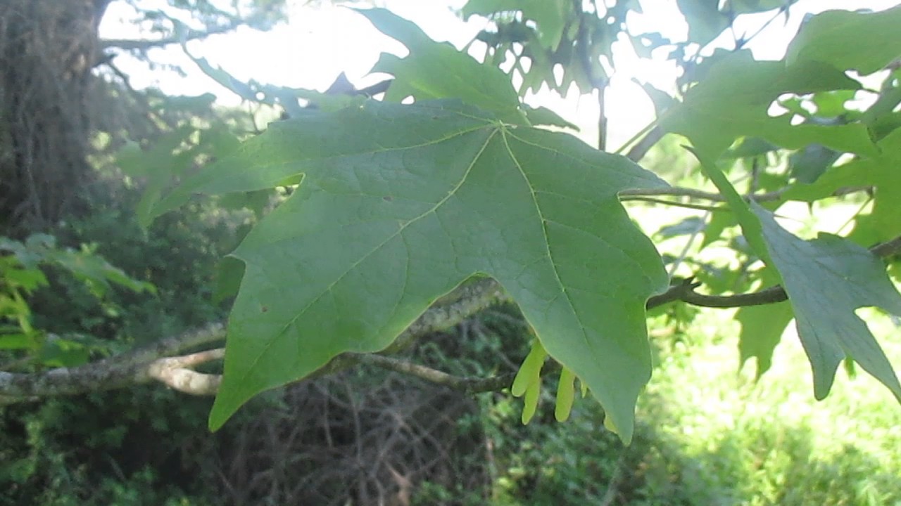 Tree ID Sugar Maple Vs Red Maple YouTube tree-id-sugar-maple-vs-red-maple-youtube