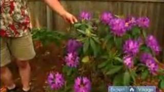 How to Prune & Care for Trees & Shrubs : How to Care for Rhododendrons & Azaleas