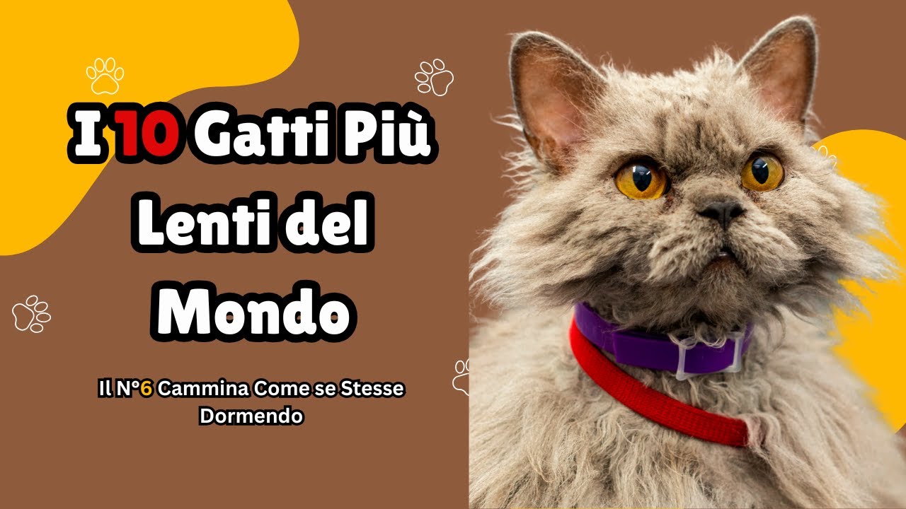 I 10 Gatti Più Lenti del Mondo – Razze che Amano la Calma! 🐱💤