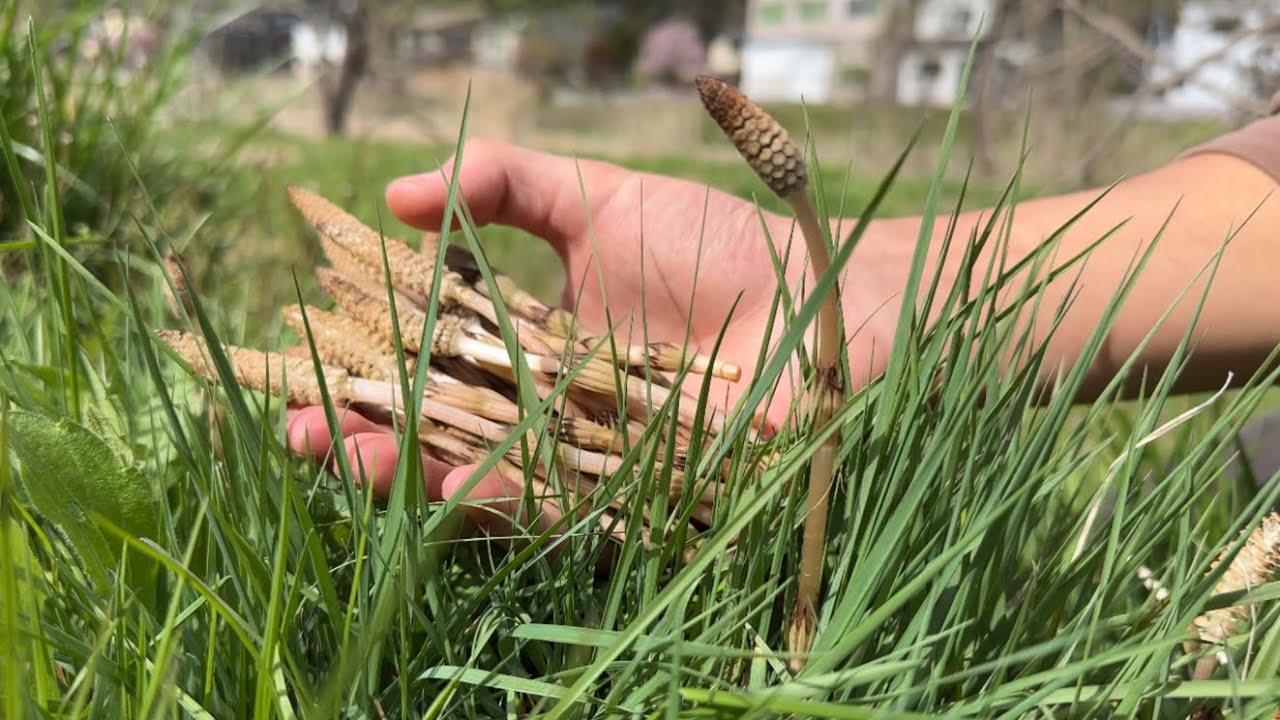 Just picking and eating horsetails can make you happy - YouTube