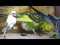 HOW TO: tell if your budgie is pregnant