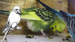 Budgie's Pregnancy: What You Need to Know