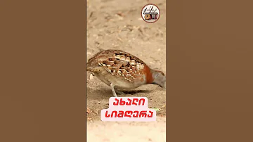 სიმღერა ნადირობაზე სიმღერის ტექსტი პირველი ვერსია 