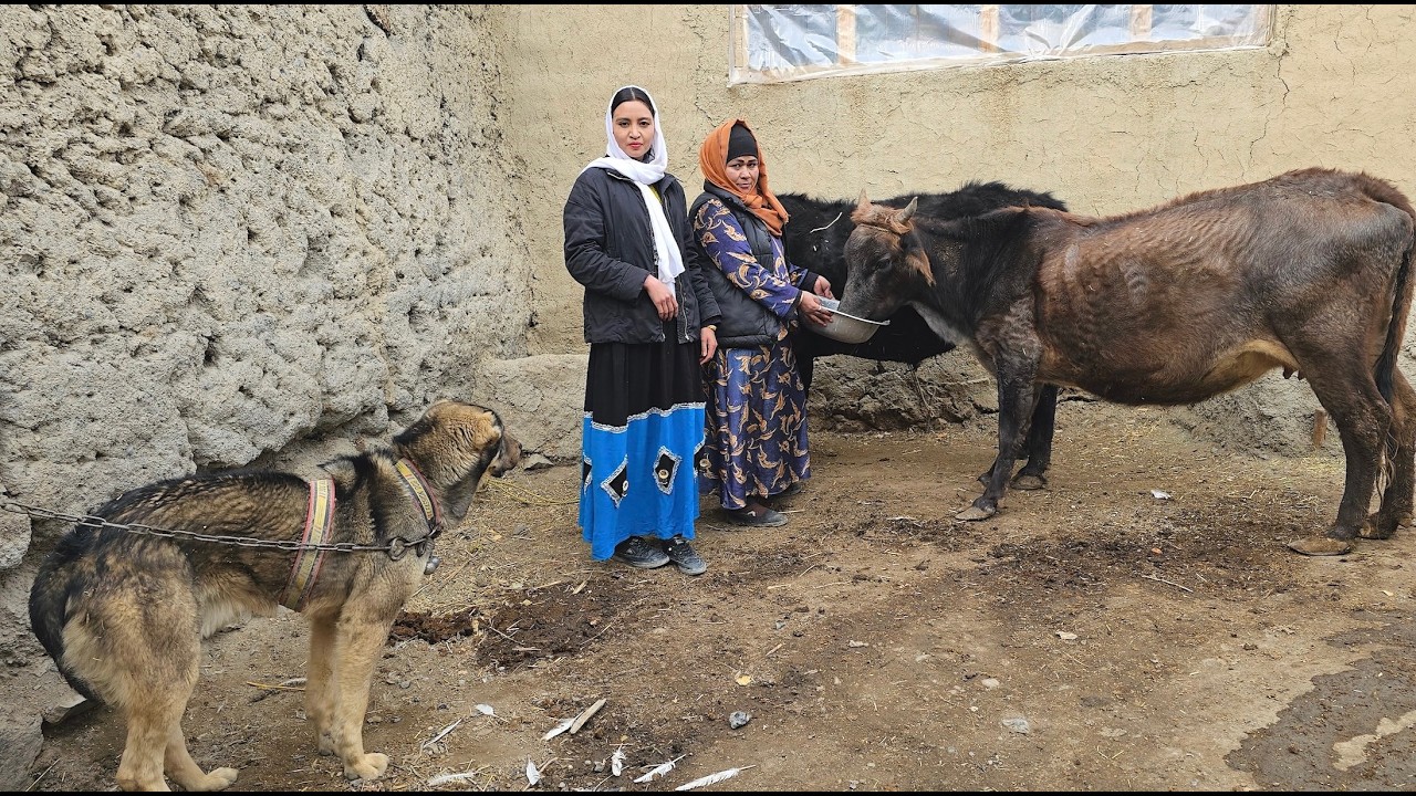 Living With Animals in Afghanistan’s Bone-Chilling Cold | A True Story From a Mountain Village