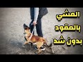 تدريب الكلب على المشي بالسلسلة بدون جر