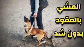 تدريب الكلب على المشي بالسلسلة بدون جر