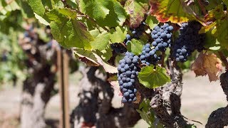 Harvest & Grape Crush Season in Sonoma County