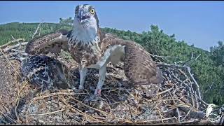 Zivju ērgļi_The osprey with courage protects her baby, Latvia. 10.07.2021