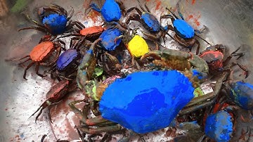 Thảo Cady xúc cát gặp các con vật , con ếch, con cua, máy xúc, xe tải,