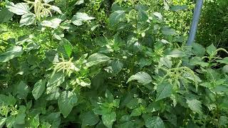 How to save money! Small scale livestock feed solutions. Self-sustainable fodder crops.