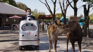 奈良公園で自動運転ロボ実験　シカに「道譲って」