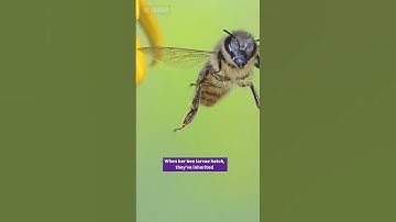 Why are honey bees getting a vaccine?