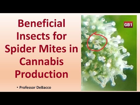 Video: Blossom Midge Control - Tanda Dan Perawatan Untuk Serangga Bud/Gall Midge