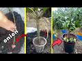 How to use mango cuttings 100% red onion to grow shoots in 2 weeks..