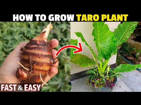 How To Grow Taro Plant At Home | Growing Colocasia In Pots | Grow Arbi At Home