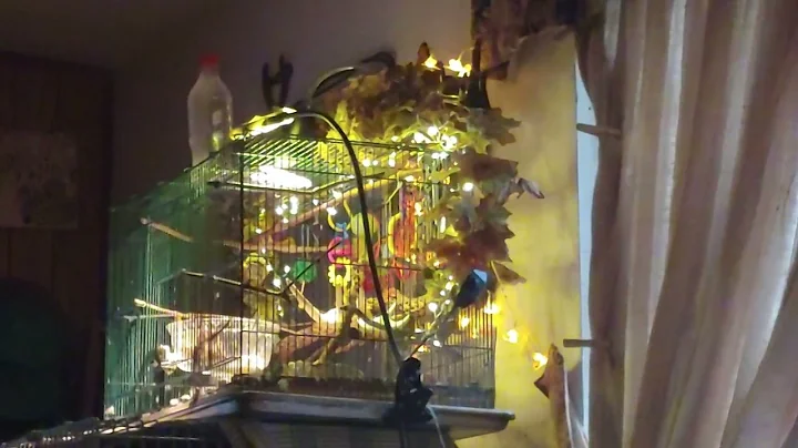 Budgie Cockatiel shenanigans