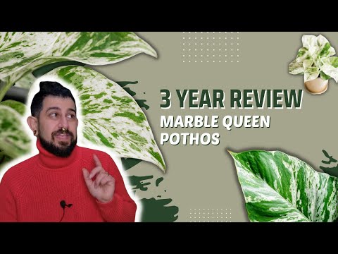 Video: Cura delle piante Marble Queen: suggerimenti per la coltivazione di piante di marmo Queen Coprosma