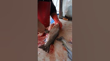Fast & Easy Trout Fillet – Remove Bones in Seconds