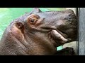 Favorite hippopotamus🦛जापान में नया जीवन दरियाई घोड़ा तारो का रिकॉर्ड