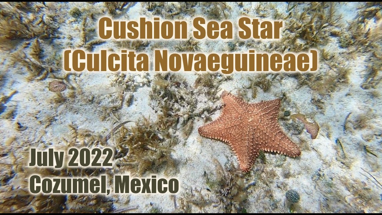 Cushion Sea Star (Culcita Novaeguineae) ⭐️
