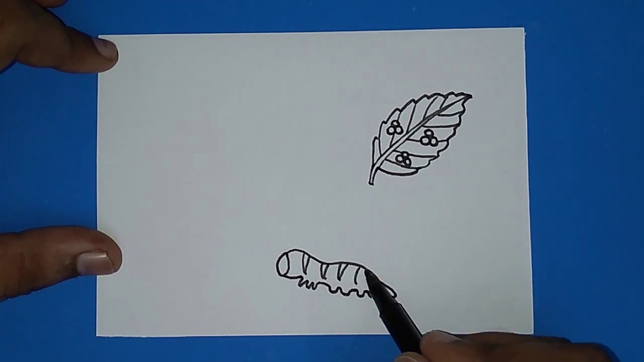 How to draw butterfly life cycle drawing - YouTube
