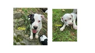 Meet Casper A Smart, Strong, And Affectionate American Staffordshire Terrier Puppy