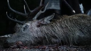 Game Of Thrones E01S01 Direwolf Pups