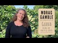 Guava - using the fruit and leaves with Morag Gamble