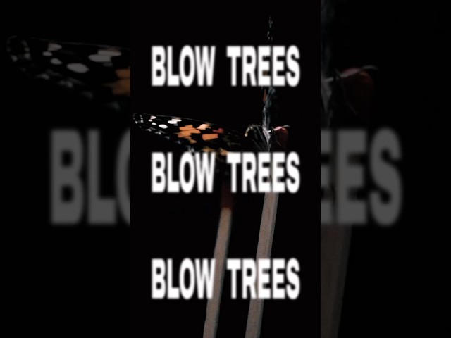 BLOW TREES FT Mist, Abra Cadabra, Tunde & Wardz OUT NOW🔥🔥