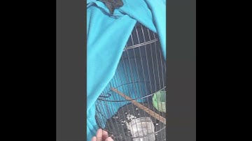 cara menjinakan burung sirtu pikatan