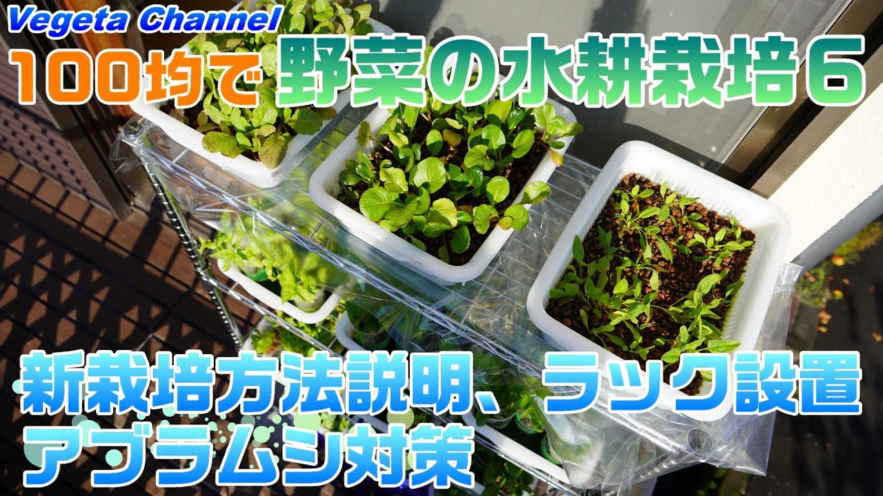 100均で無農薬野菜の水耕栽培６ 新栽培方法説明 ラック設置 アブラムシ対策 Youtube