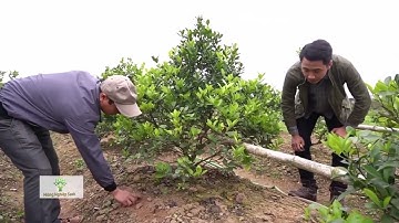 Cách tạo thế dáng trực cây quất cảnh chơi Tết #nghethuatbonsai #caycanh