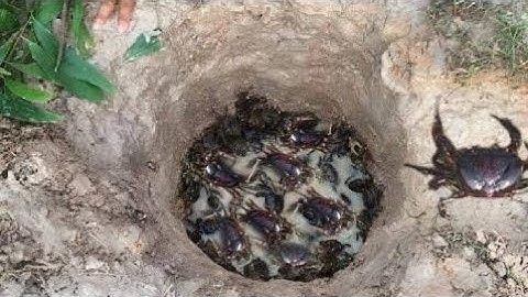 Smart Boy Make eazy deep hole Crab Trap to catch alot of Crab - How to make crab trap in cambodia