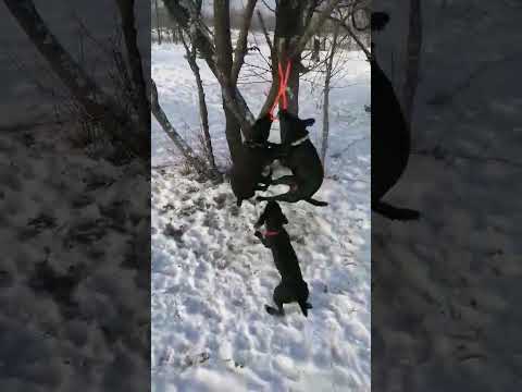 Іграшка Перетяжка для собак и щенков, видео 2