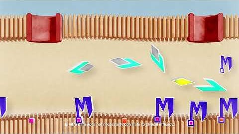 Vabomere® (meropenem and vaborbactam) Mechanism of Action in Complicated Urinary Tract Infection