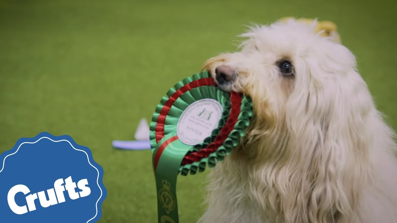 date of crufts 2019