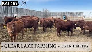 CLEAR LAKE FARMING & RANCHING- OPEN REPLACEMENT HEIFERS
