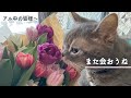 【お別れのときがきました】みなさん本当にありがとうございました　アル中の猫さんの最後のごあいさつ